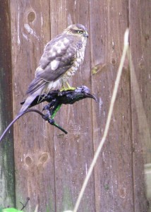 7 female sparrowhawk