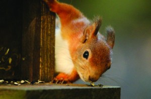 Roughly 50% of England's red squirrel population can be found within Kielder Forest